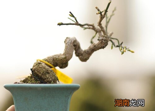 谁开花更好看 虎蹄迎春和三台哪个好养