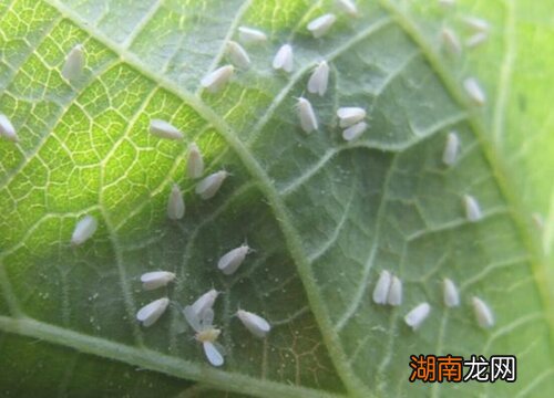 花草长虫子最佳杀虫方式 花有虫子喷什么药最有效