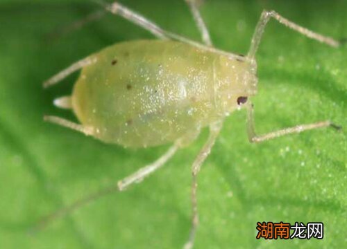 花草长虫子最佳杀虫方式 花有虫子喷什么药最有效