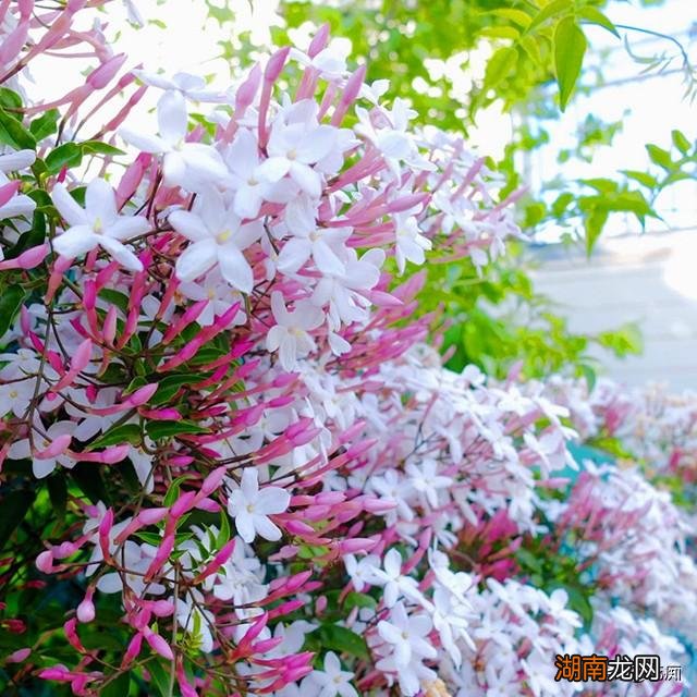 多花素馨的养殖方法和注意事项