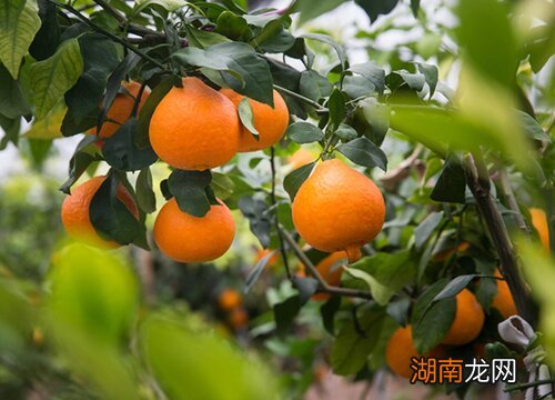 桔子的栽种方法和注意事项 桔子种植技术与管理方法