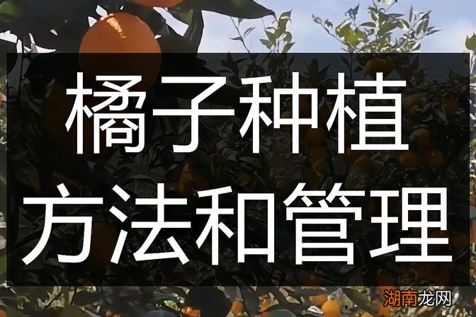 桔子的栽种方法和注意事项 桔子种植技术与管理方法