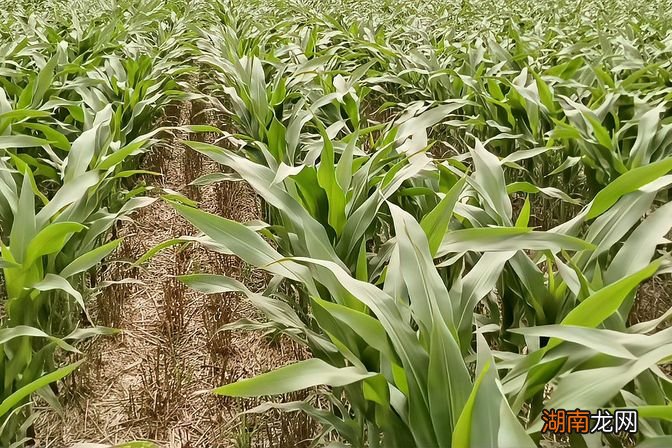 京农玉658玉米品种审定公告