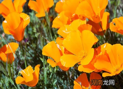 常见花卉种子的播种月份简介 花种子什么季节种最好