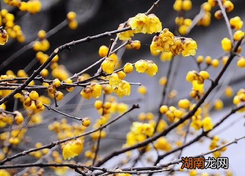 红心腊梅和素心腊梅哪个好养