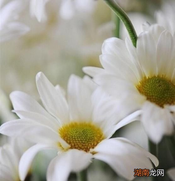 文本情感分析主要方法情感文案段子100篇