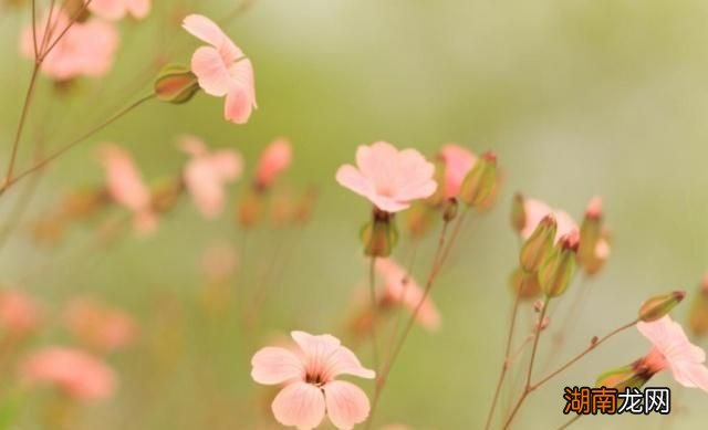 文本情感分析主要方法情感文案段子100篇