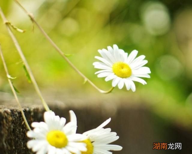 文本情感分析主要方法情感文案段子100篇