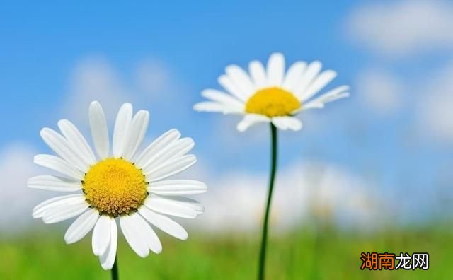 文本情感分析主要方法情感文案段子100篇