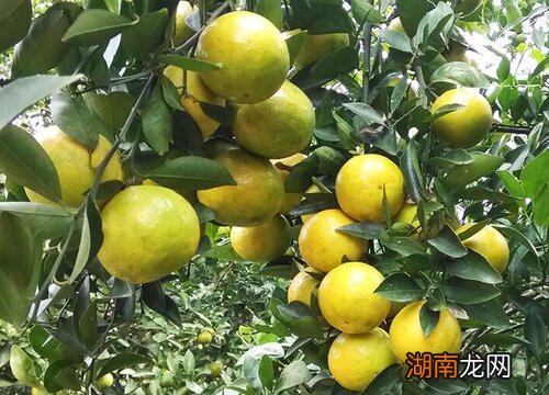 柑橘树什么时候施肥最好 柑橘施肥时期和方法