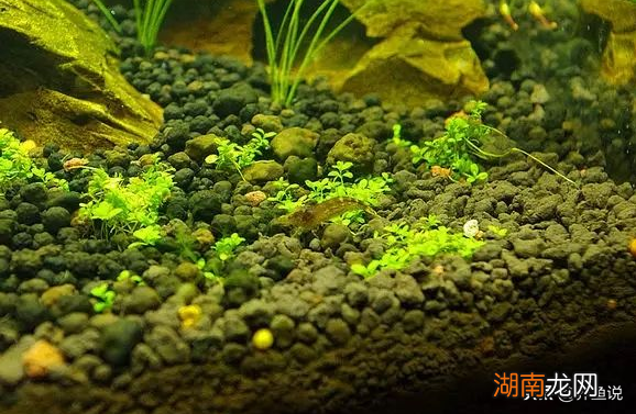 褐藻如何形成的 鱼缸壁上黄褐色的东西怎么处理