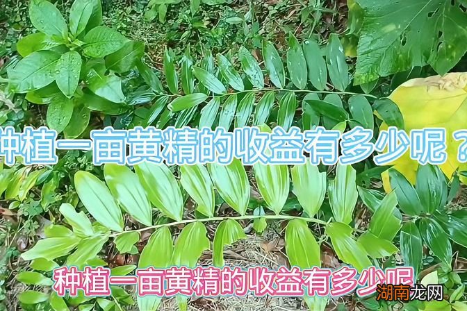 种植黄精的效益分析 3年黄精亩产多少斤
