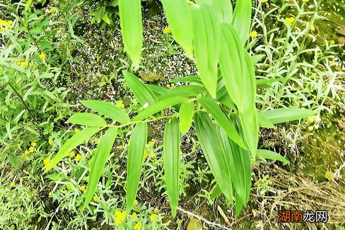 种植黄精的效益分析 3年黄精亩产多少斤