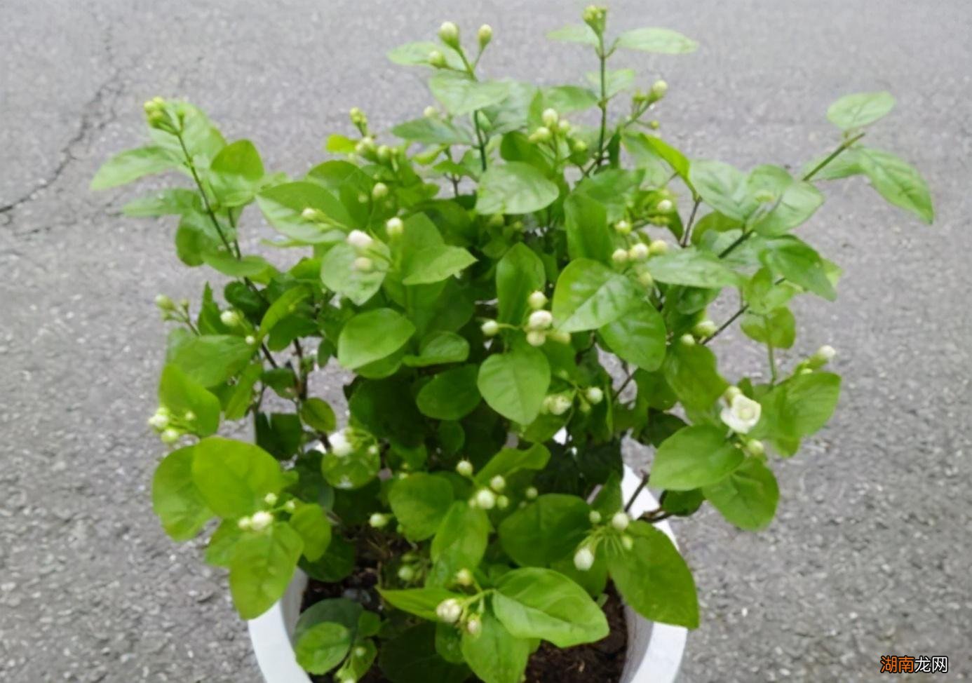 春天7种花回暖就绽放 春天都有什么花开放