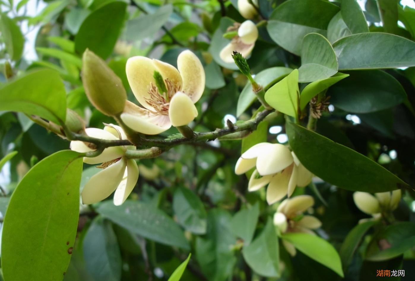 春天7种花回暖就绽放 春天都有什么花开放