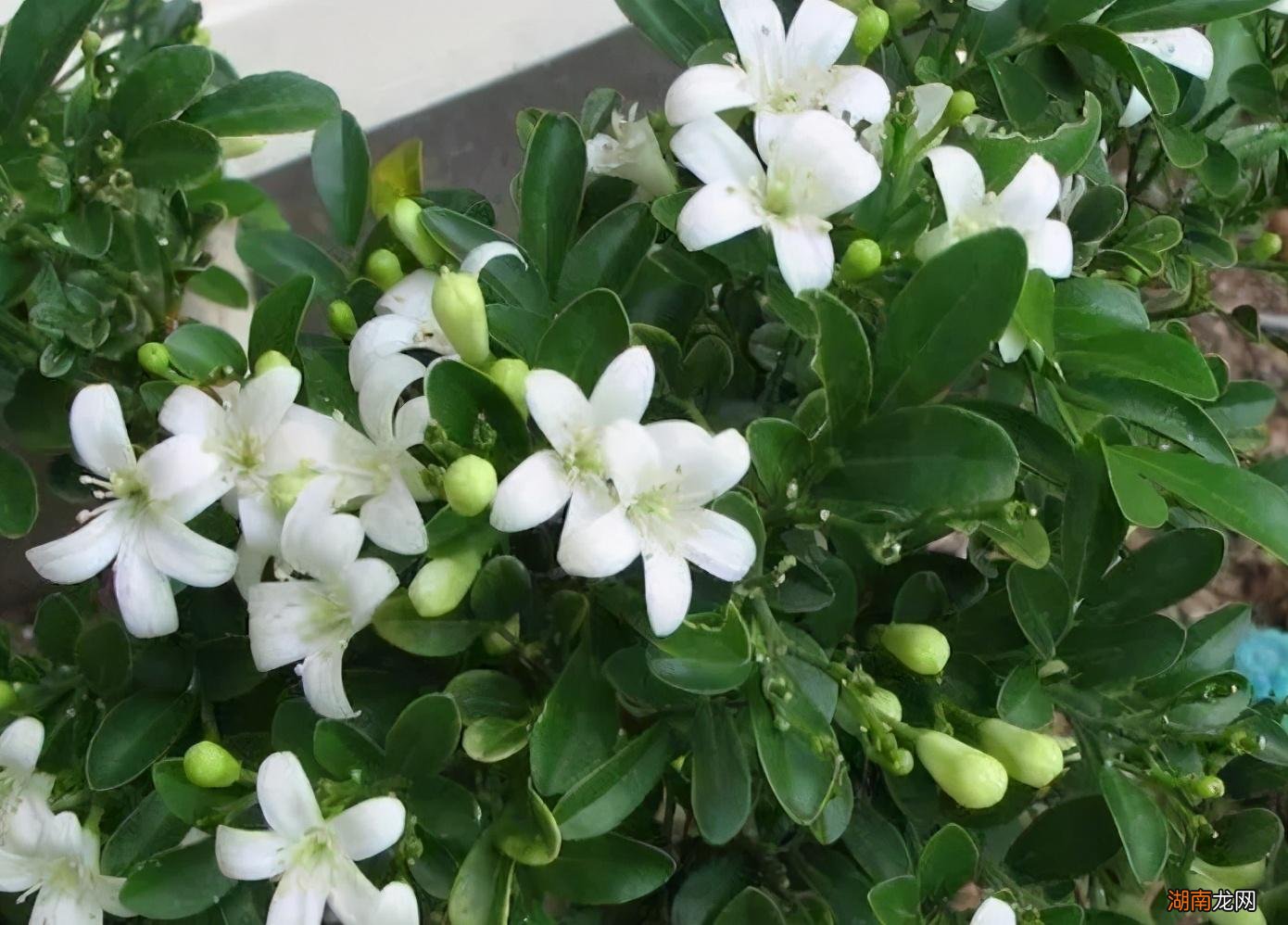 春天7种花回暖就绽放 春天都有什么花开放