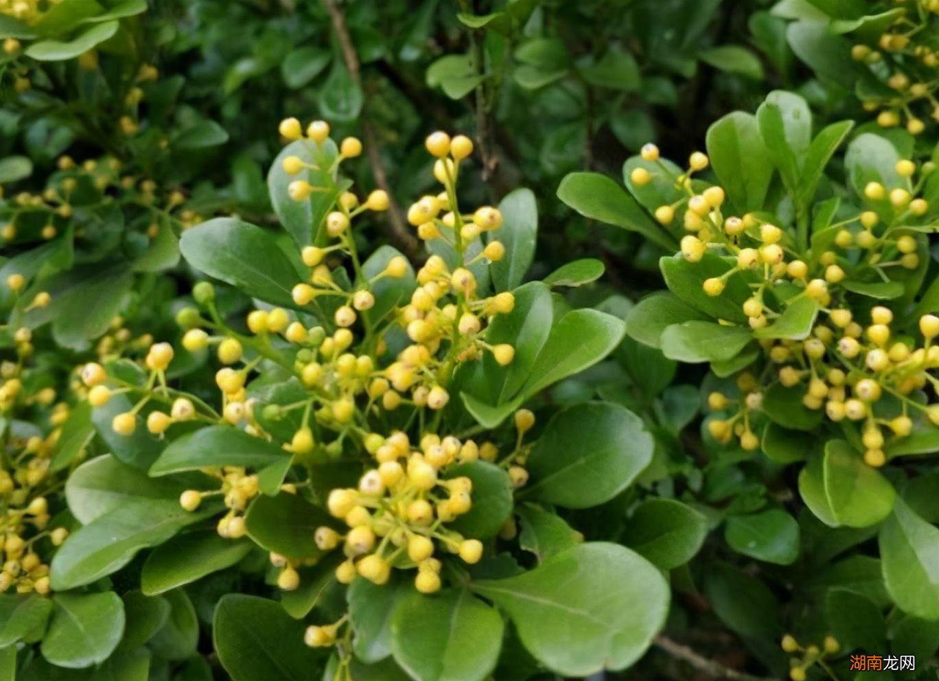 春天7种花回暖就绽放 春天都有什么花开放