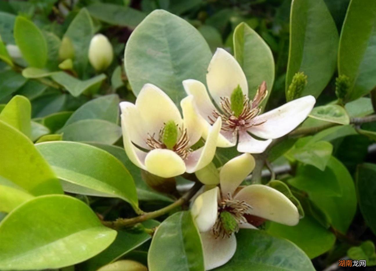 春天7种花回暖就绽放 春天都有什么花开放