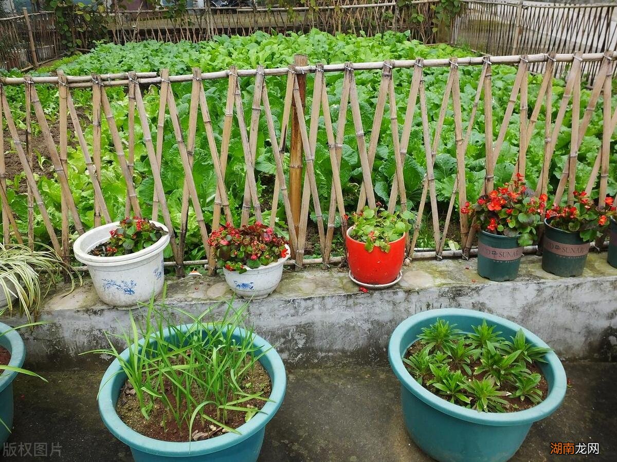 南北方每个月份常见种植蔬菜品种 蔬菜种植时间表