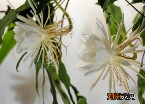 家庭昙花的养殖方法 家里可以养昙花吗