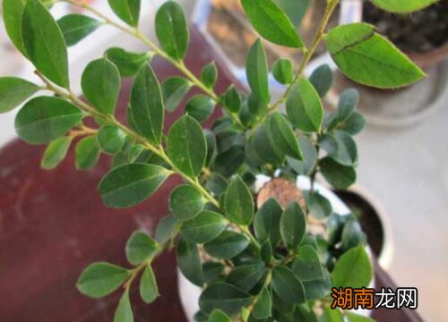 小叶紫檀养殖方法和注意事项 小叶紫檀盆景怎么养护长得好