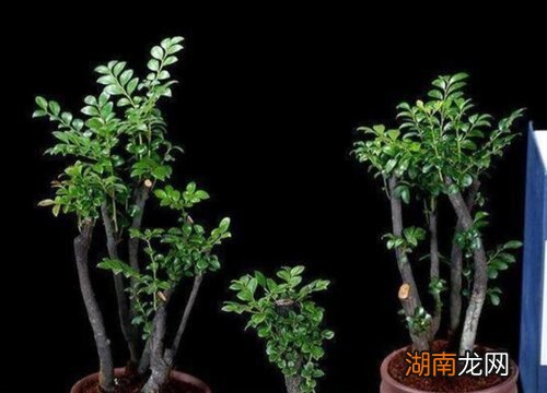 小叶紫檀养殖方法和注意事项 小叶紫檀盆景怎么养护长得好