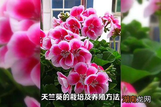 室内好养的植物盆栽推荐 养不死四季开花的花卉