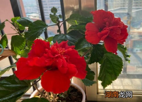 室内好养的植物盆栽推荐 养不死四季开花的花卉