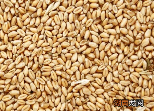 小麦拌种剂的使用方法 小麦拌种剂最新配方及制作