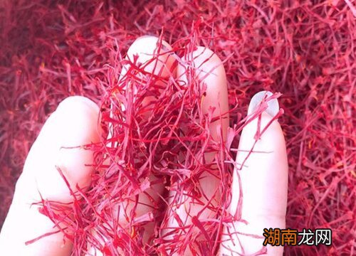 藏红花主要功效 西红花和藏红花哪个效果好