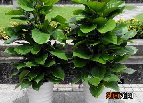 家里养绿萝对身体有害吗 绿萝有什么作用和功效