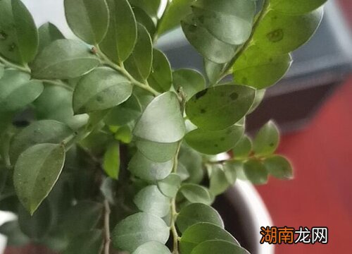 摆放应掌握哪些原则 盆栽花卉摆放位置风水及造型图片