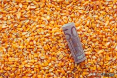 玉米行情个人看法 2023年玉米市场走势分析