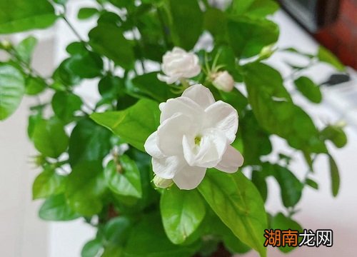 详细介绍家庭养法 盆栽茉莉花的养殖方法和注意事项
