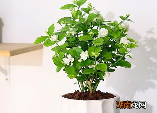 详细介绍家庭养法 盆栽茉莉花的养殖方法和注意事项