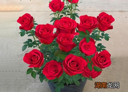 家里养花长得好的几大秘诀 怎么养花才能更旺盛