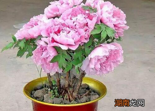 家里养花长得好的几大秘诀 怎么养花才能更旺盛