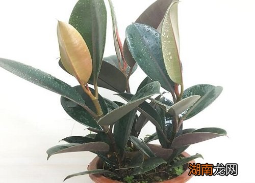 橡皮树叶子发黄掉落怎么补救 橡皮树掉叶子四大解决方法