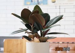 橡皮树叶子发黄掉落怎么补救 橡皮树掉叶子四大解决方法