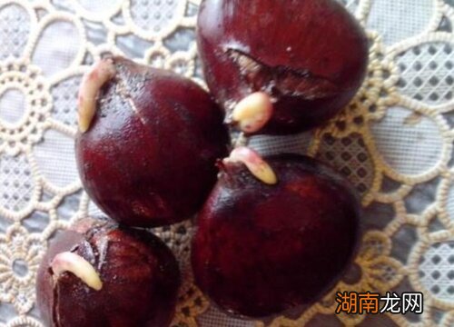 粟子除壳有那些最好的方法 粟子怎么去壳快速又方便