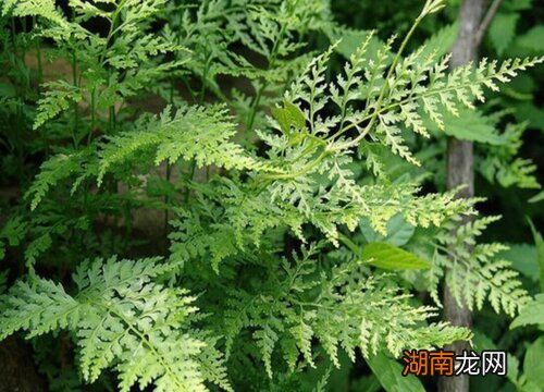 蕨类植物生活环境及形态特征介绍