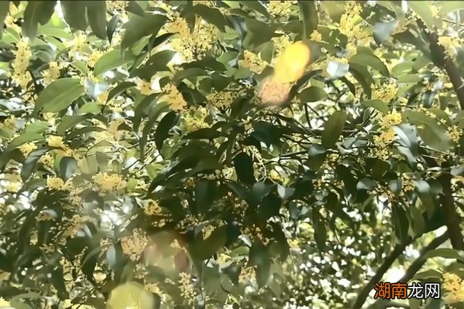 十里飘香是什么东西 十里飘香指的是什么花图片