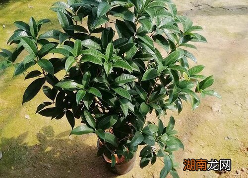 十里飘香是什么东西 十里飘香指的是什么花图片