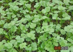 月份种香菜晚不晚 香菜11月份种植多久有收获