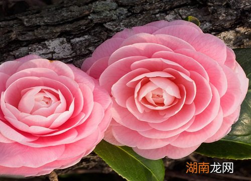 叶子干枯掉落挽救方法 茶花叶子干枯一碰就掉怎么补救