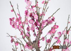 介绍梅花的资料和特点 梅花的颜色有几种颜色