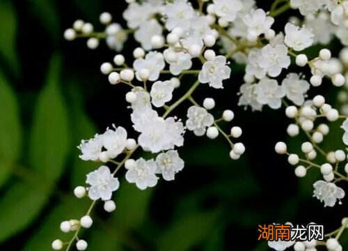 介绍梅花的资料和特点 梅花的颜色有几种颜色