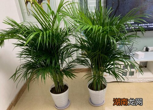 客厅摆放凤尾竹的好处 凤尾竹的寓意和象征风水