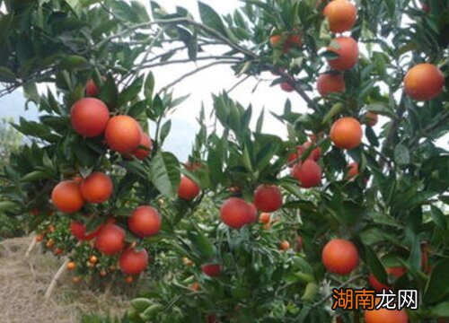 新疆和四川哪个不是血橙在中国的主产区