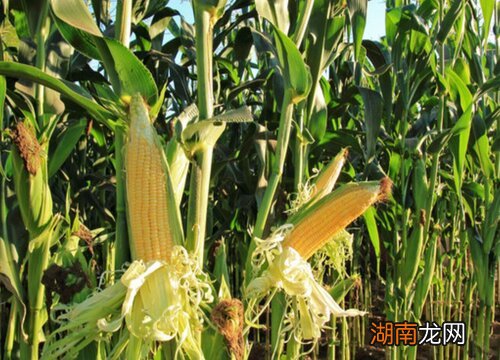 黄淮海最好的玉米品种推荐